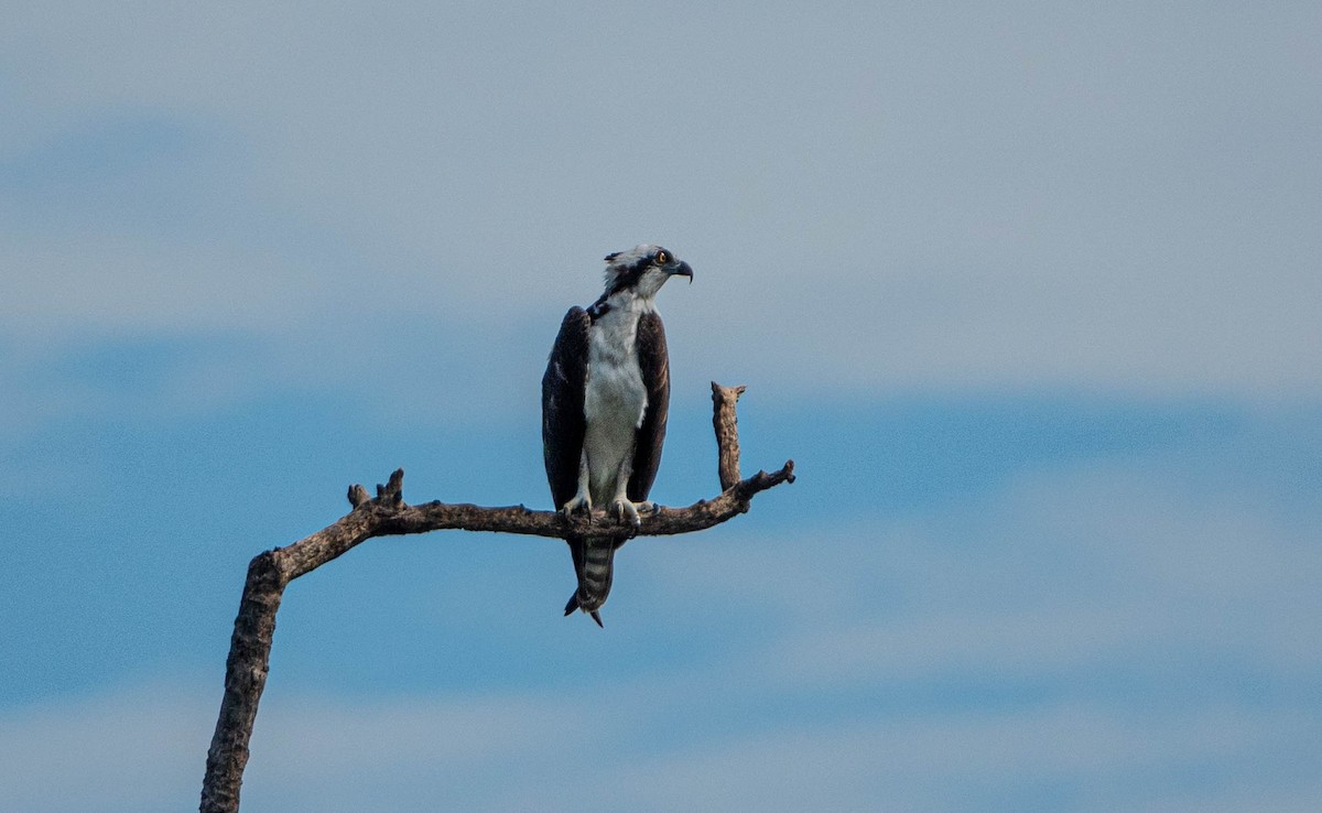 Osprey - Debbie Carr