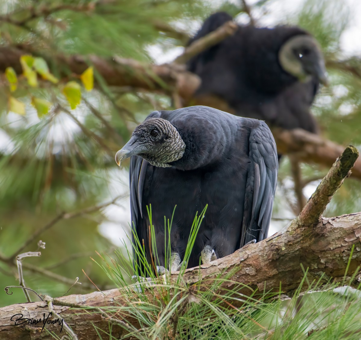 Black Vulture - Brian Young