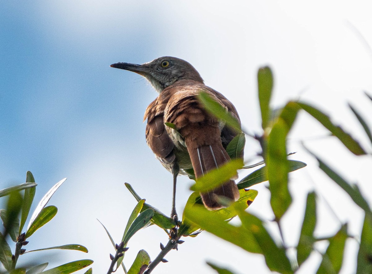 Brown Thrasher - ML623599557