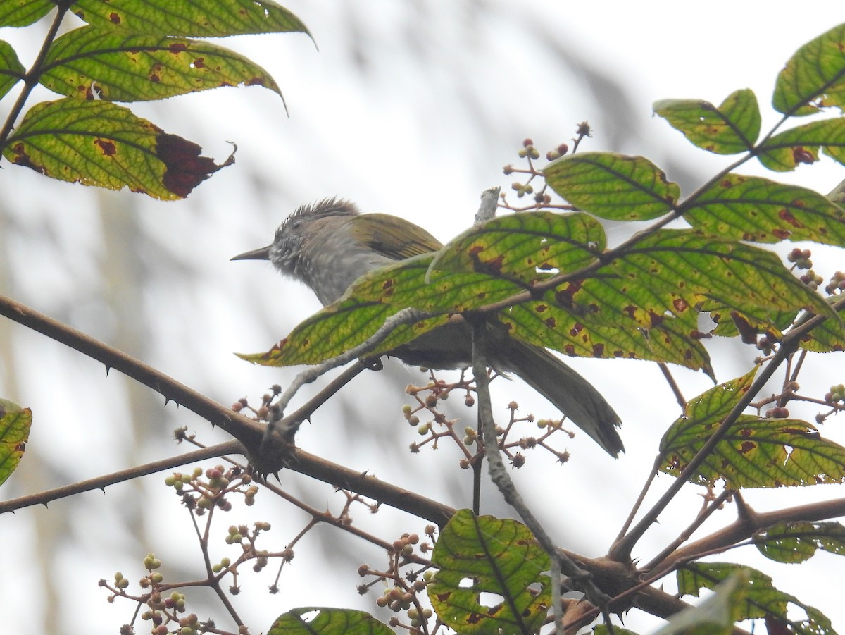 Mountain Bulbul - ML623599570