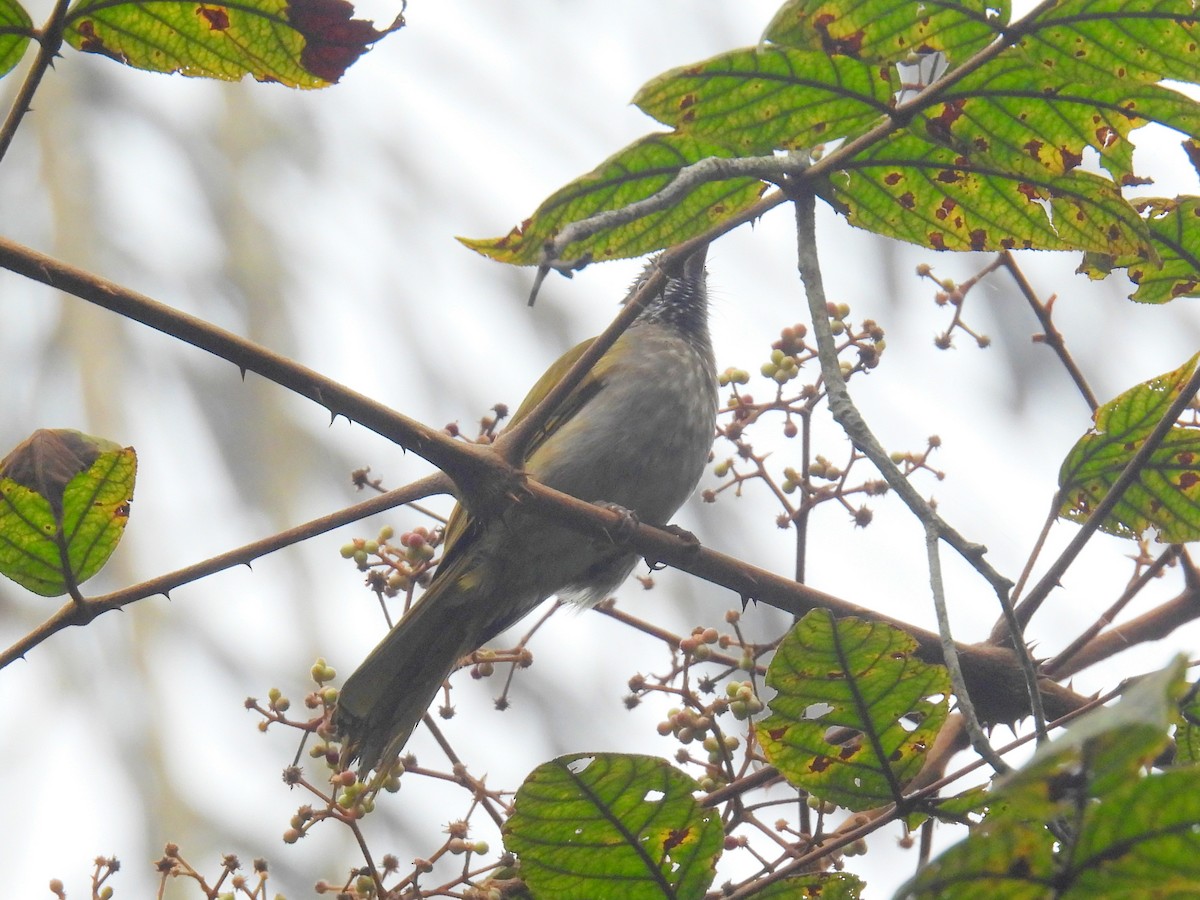 Mountain Bulbul - ML623599571