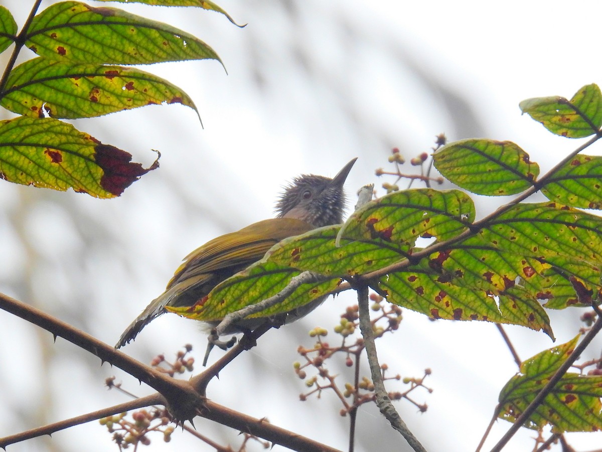 Mountain Bulbul - ML623599572