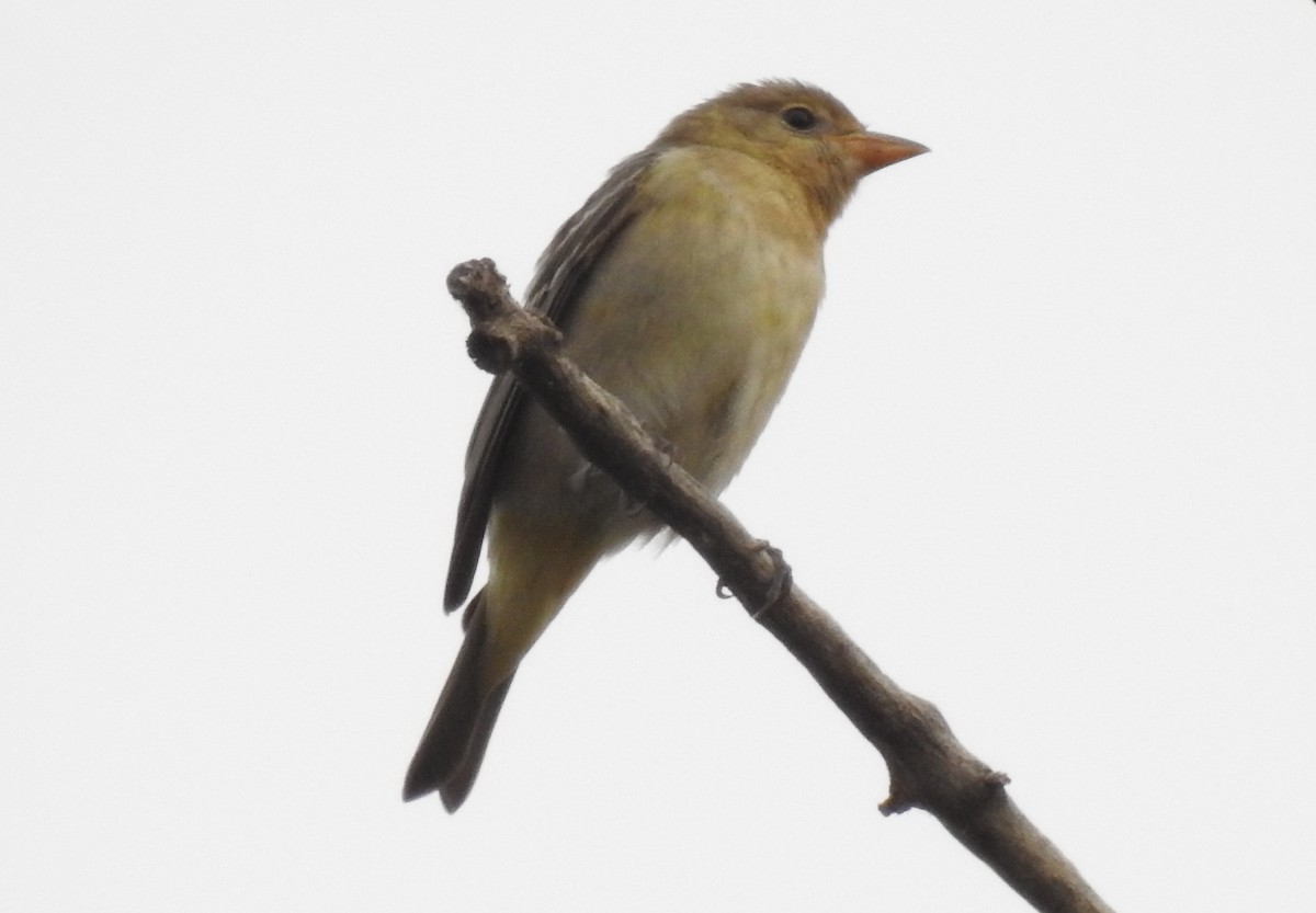 Western Tanager - ML623599606