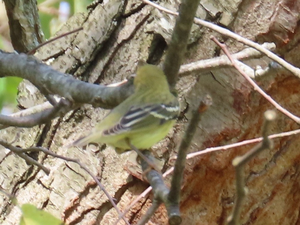 Blackpoll Warbler - ML623599628