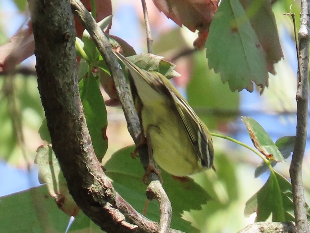 Blackpoll Warbler - ML623599629