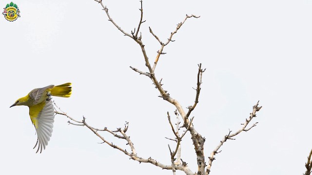 Eurasian Golden Oriole - ML623599635