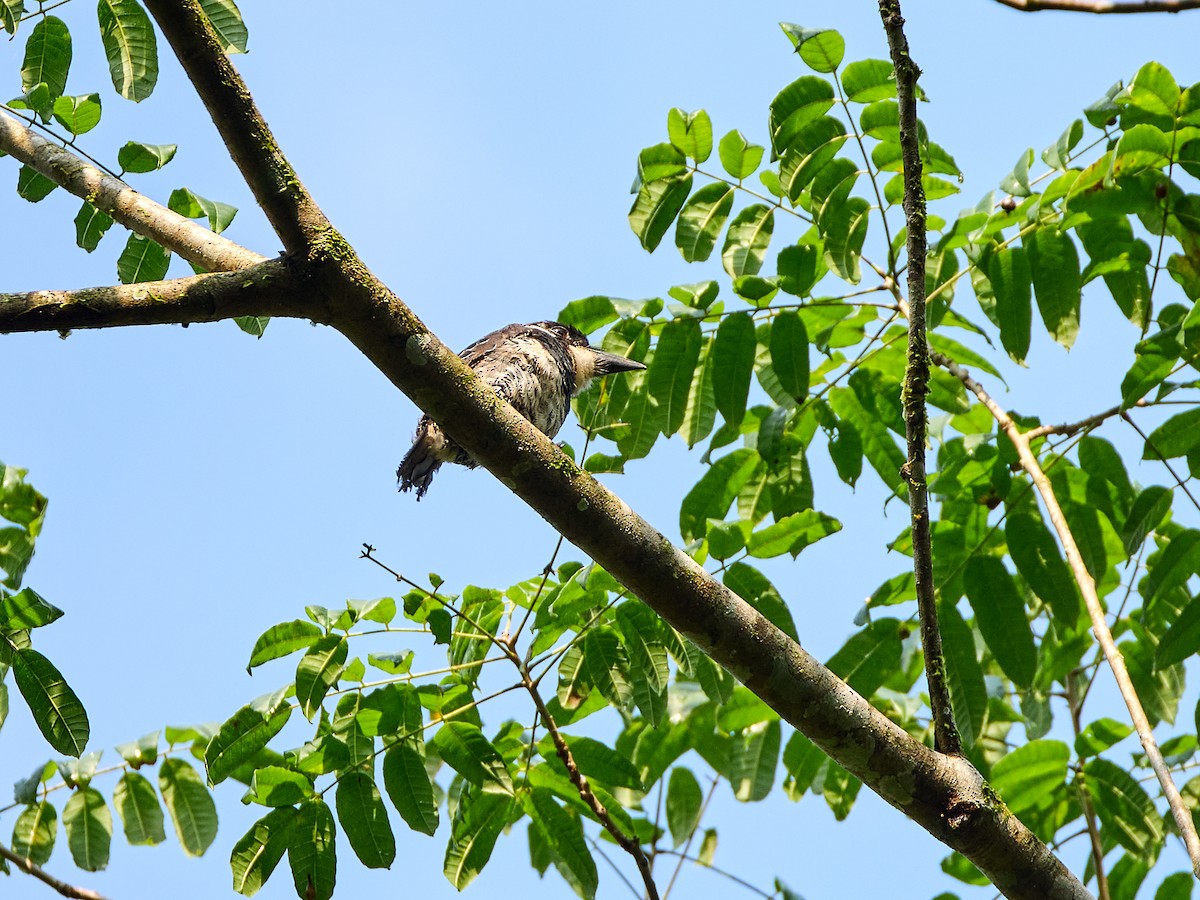 Black-breasted Puffbird - ML623599636