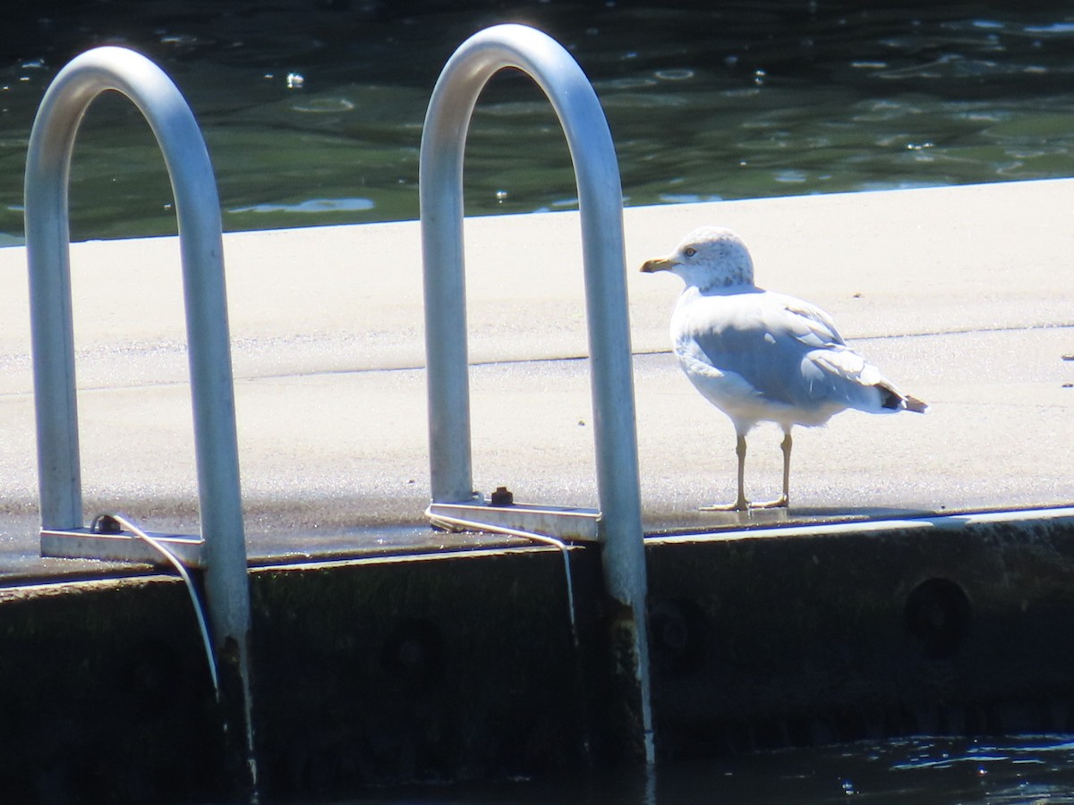 Ring-billed Gull - ML623599650