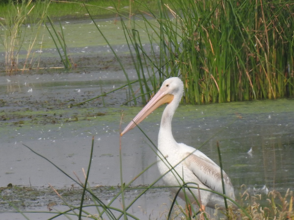 American White Pelican - ML623599671