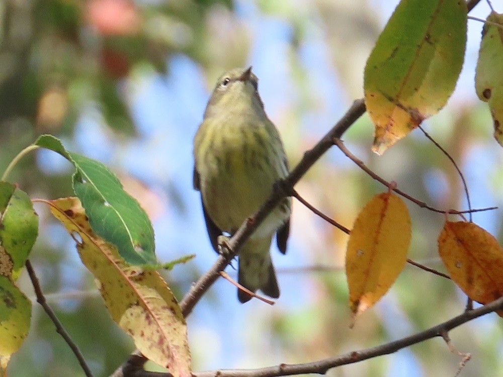 Cape May Warbler - ML623599701