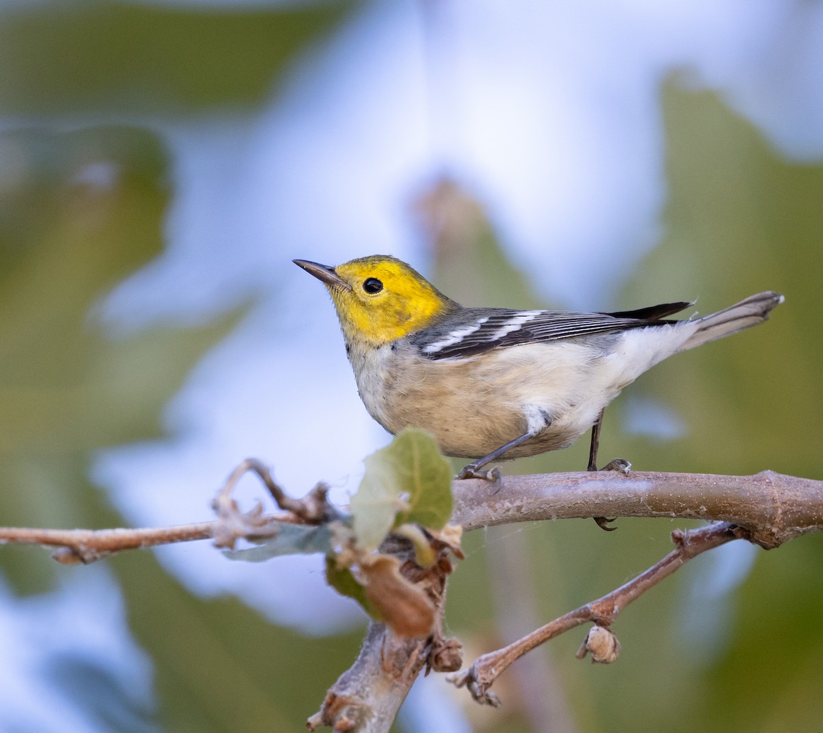 Hermit Warbler - ML623599708