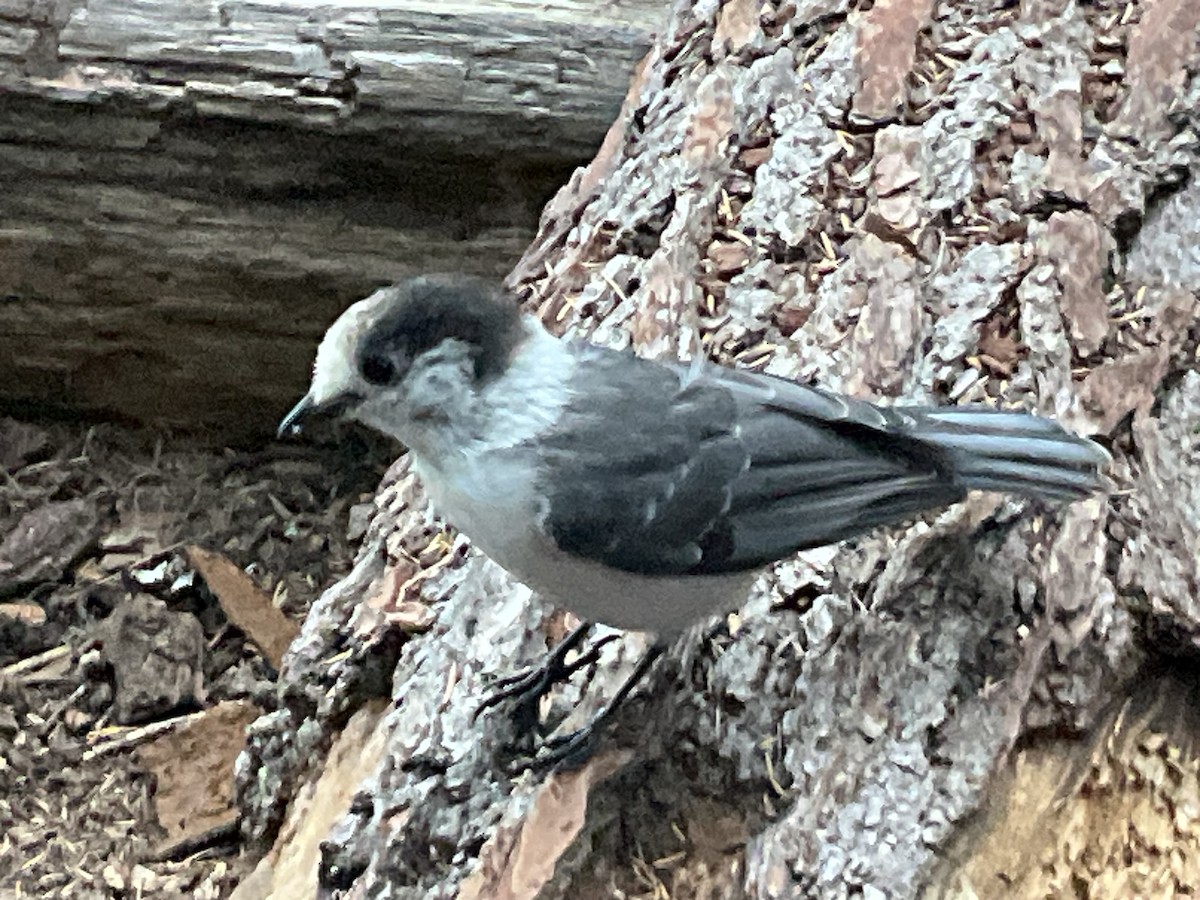 Canada Jay - Kent Coe