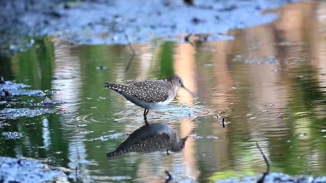 Solitary Sandpiper (solitaria) - ML623599739