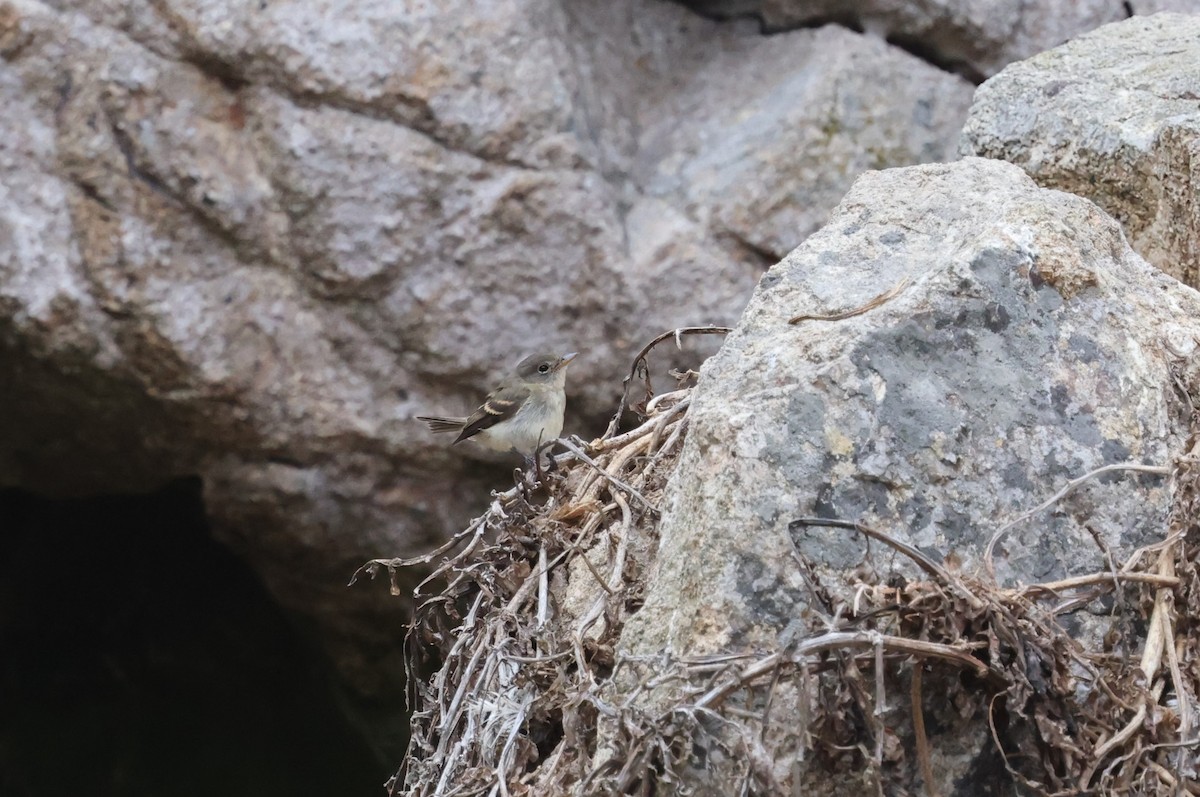 Willow Flycatcher (Eastern) - ML623599749