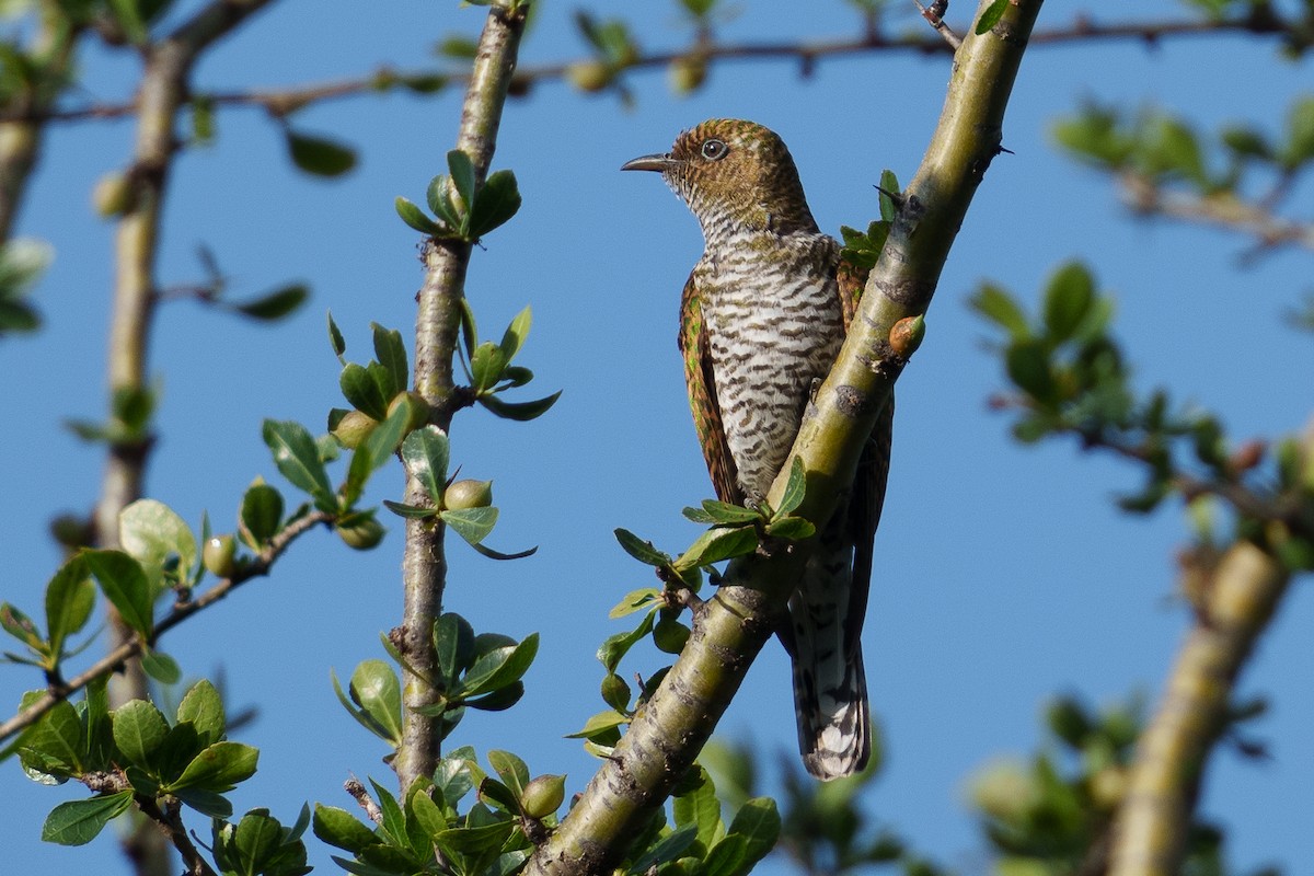 Klaas's Cuckoo - ML623599755