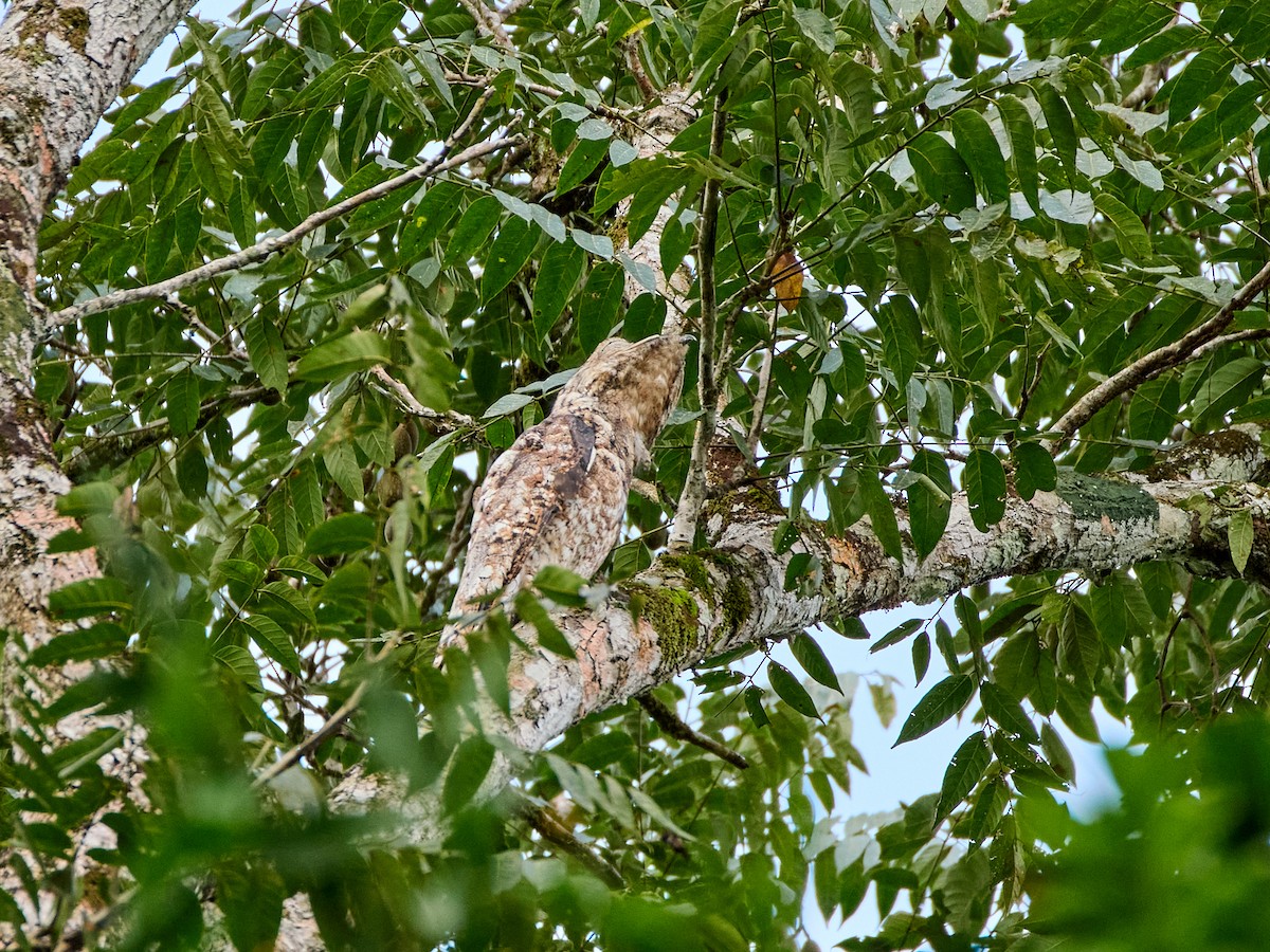 Great Potoo - Scott Ramos