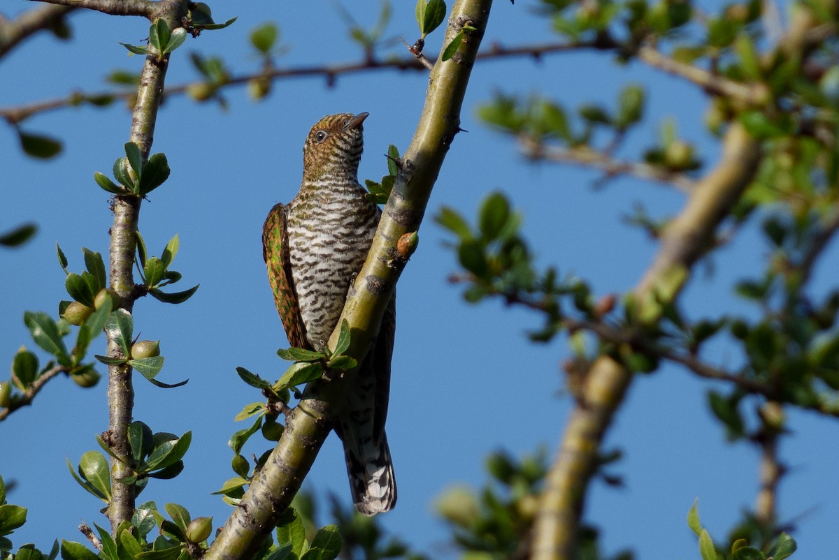 Klaas's Cuckoo - ML623599759