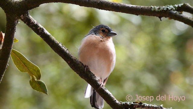 Canary Islands Chaffinch (Canary Is.) - ML623599789