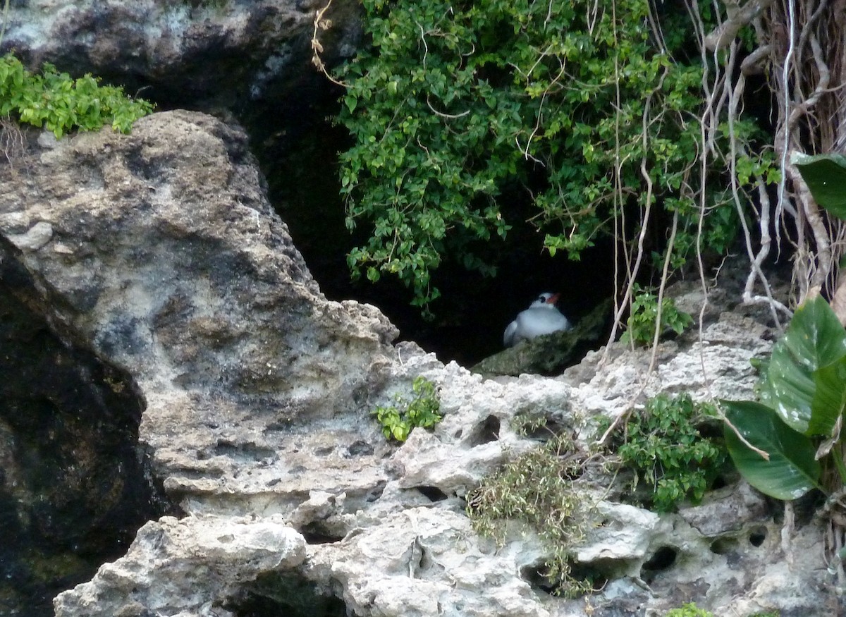 Red-billed Tropicbird - ML623599798