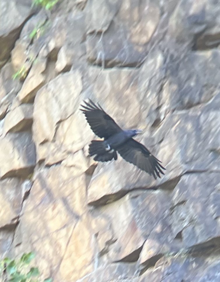 Ворон - ML623599853