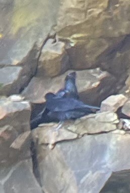 Ворон - ML623599854