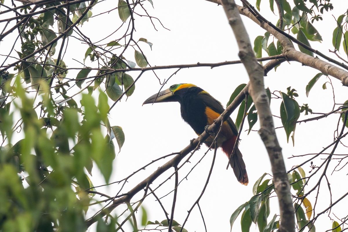 Golden-collared Toucanet - ML623599859