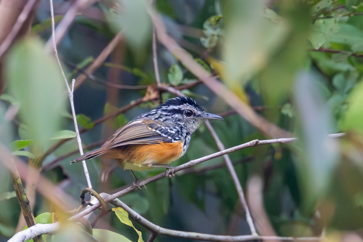 Peruvian Warbling-Antbird - Gustavo Dallaqua