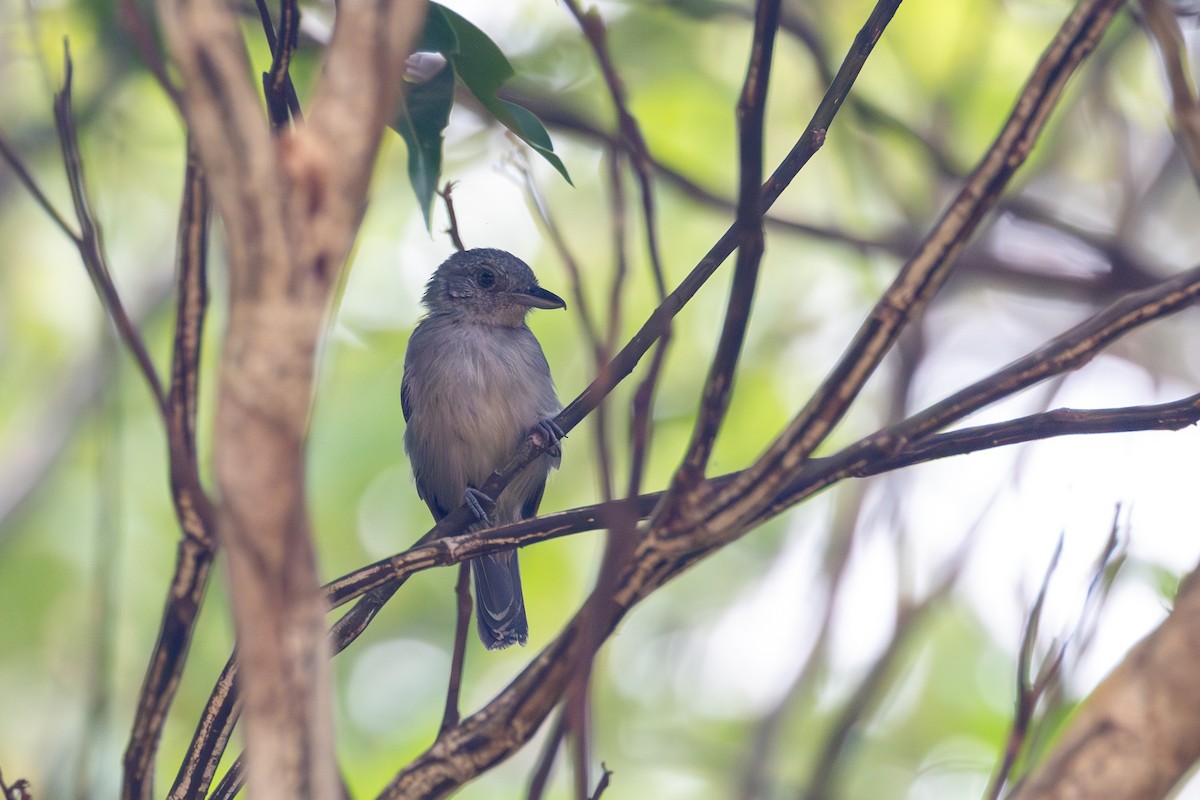 Mouse-colored Antshrike - Gustavo Dallaqua