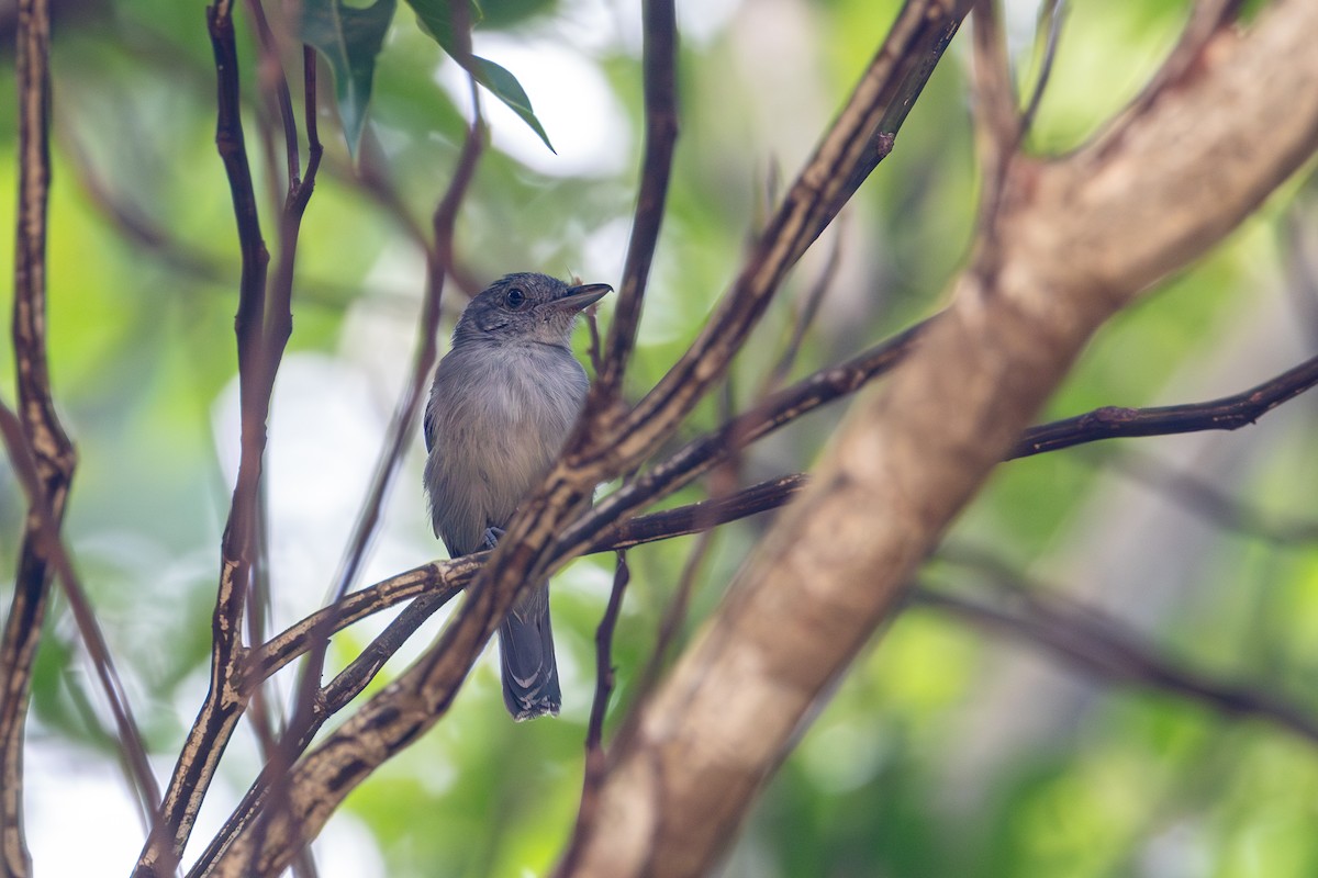 Mouse-colored Antshrike - Gustavo Dallaqua