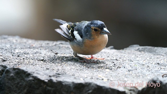Canary Islands Chaffinch (Canary Is.) - ML623599899