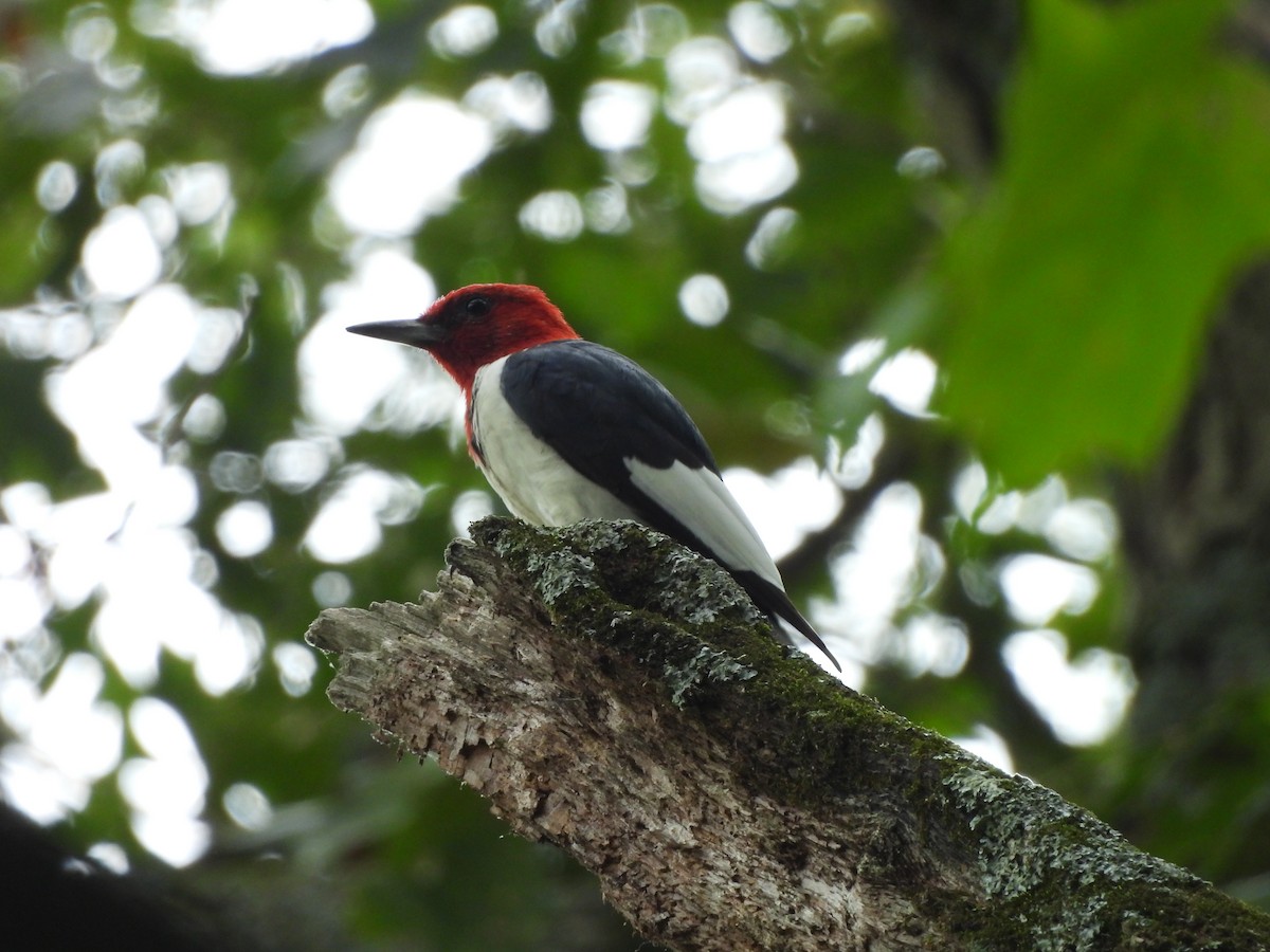 Red-headed Woodpecker - ML623599956