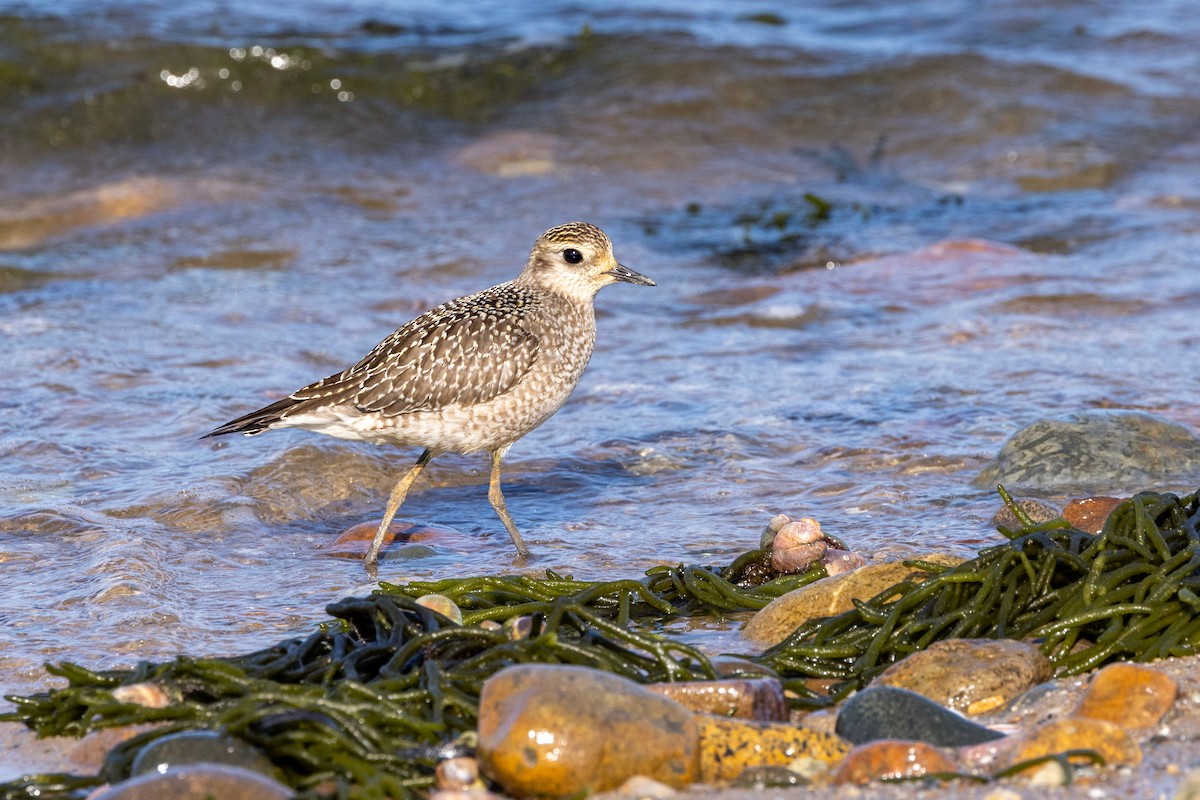 American Golden-Plover - ML623599984