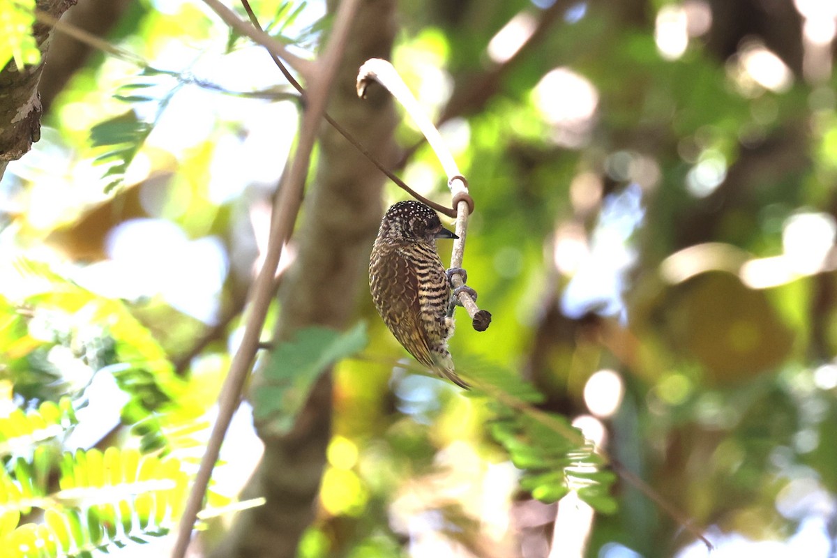 Lafresnaye's Piculet - ML623600013