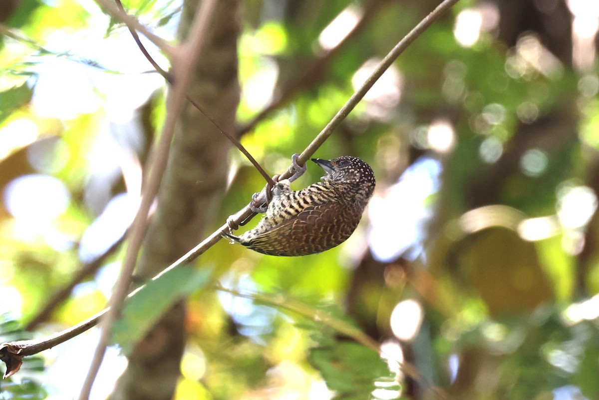 Lafresnaye's Piculet - ML623600014