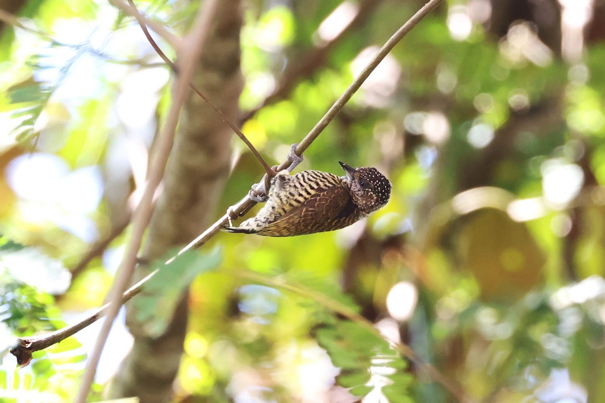 Lafresnaye's Piculet - ML623600017