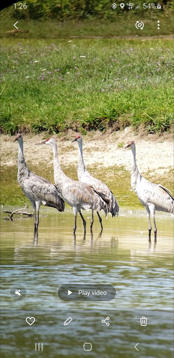 Sandhill Crane - ML623600074