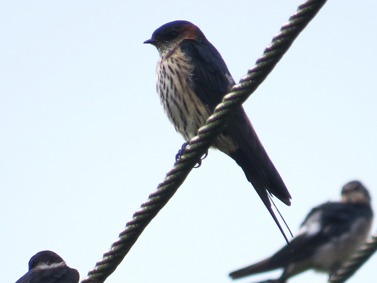 Eastern Red-rumped Swallow (Striated) - ML623600112
