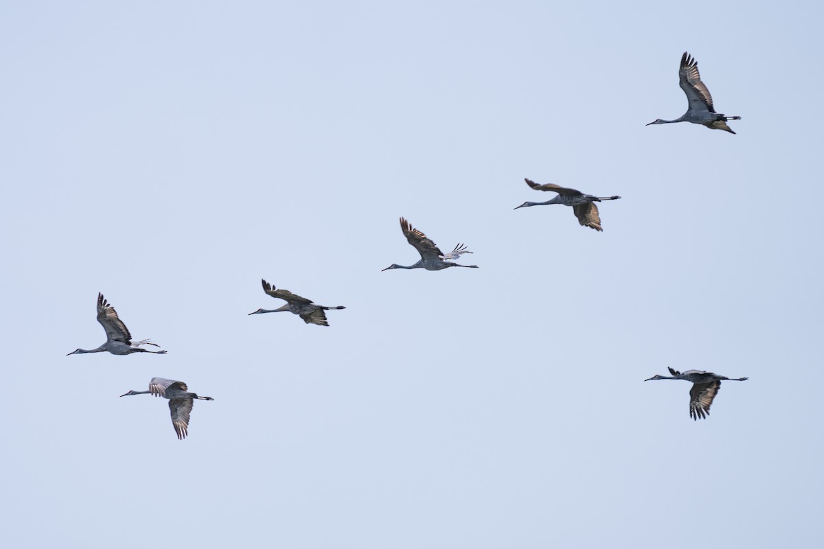 Sandhill Crane - ML623600114