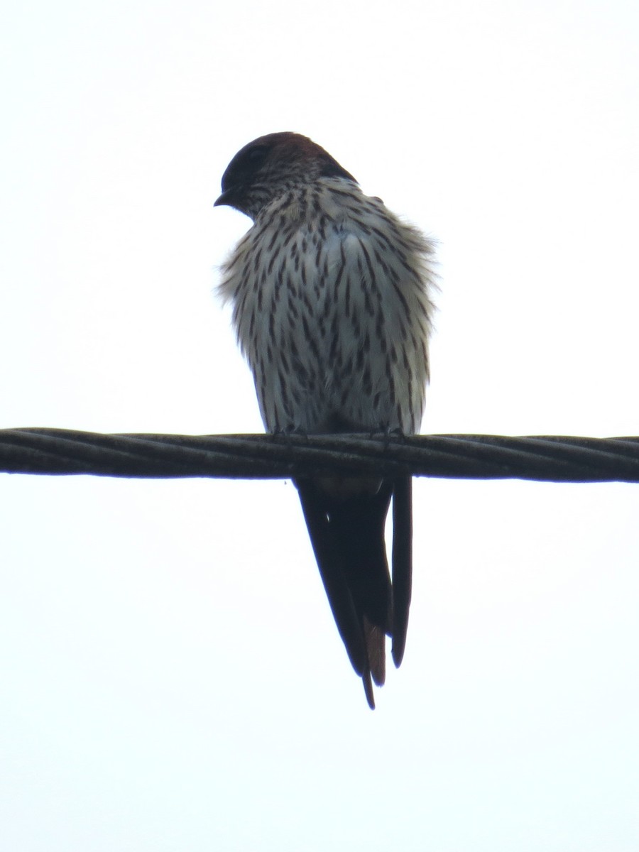 Eastern Red-rumped Swallow (Striated) - ML623600115