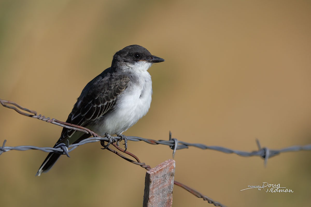 Eastern Kingbird - ML623600125