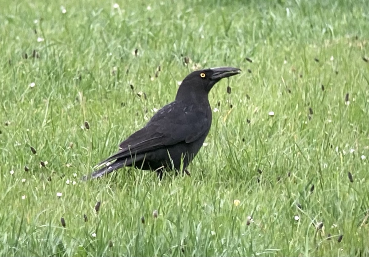 Black Currawong - ML623600183