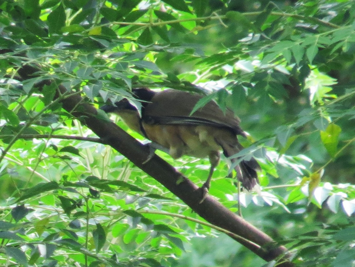 Greater Necklaced Laughingthrush - ML623600186