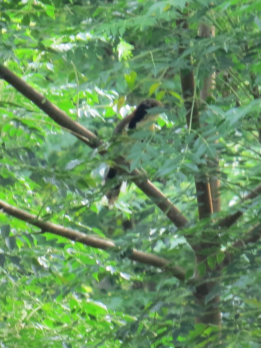 Greater Necklaced Laughingthrush - ML623600190