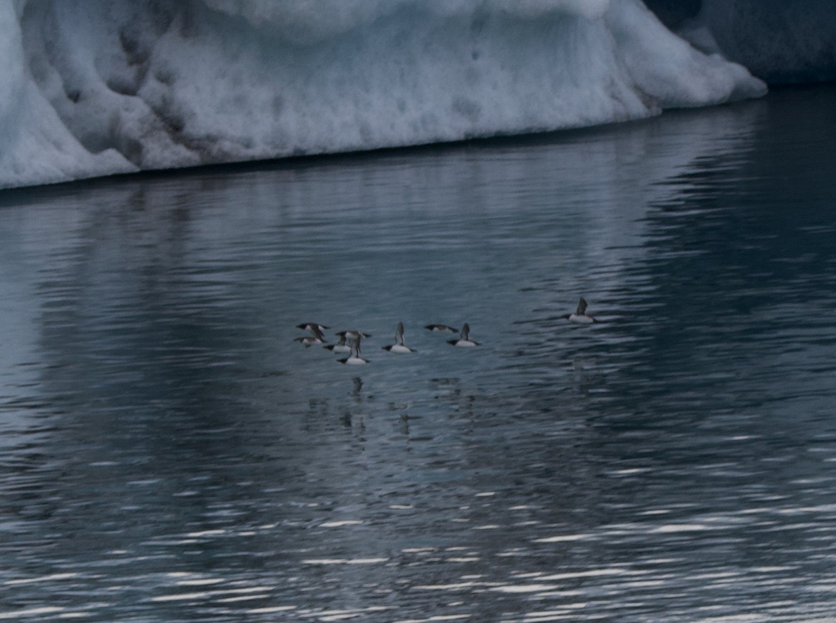 Razorbill - Alenka Weinhold