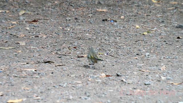 Canary Islands Chaffinch (Canary Is.) - ML623600264