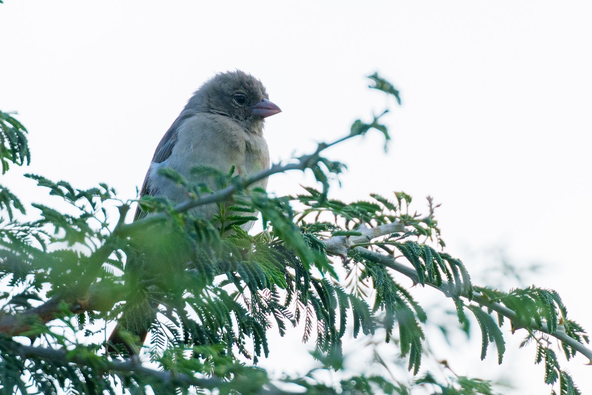 Yellow-spotted Bush Sparrow - ML623600278