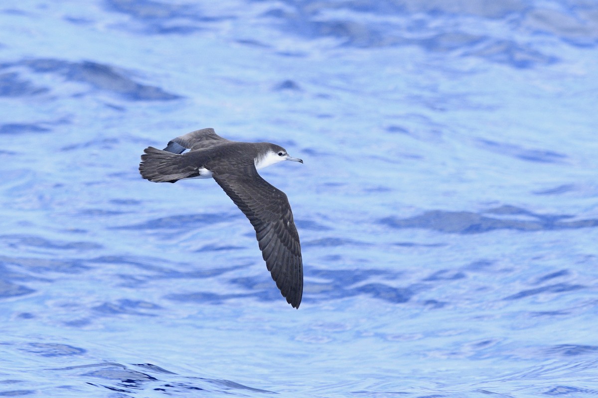 Audubon's Shearwater - ML623600291