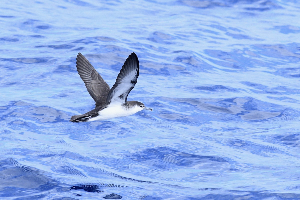 Audubon's Shearwater - ML623600292