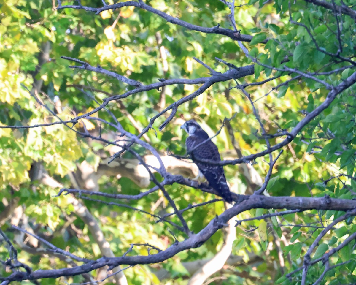 Peregrine Falcon - Dan Kempf