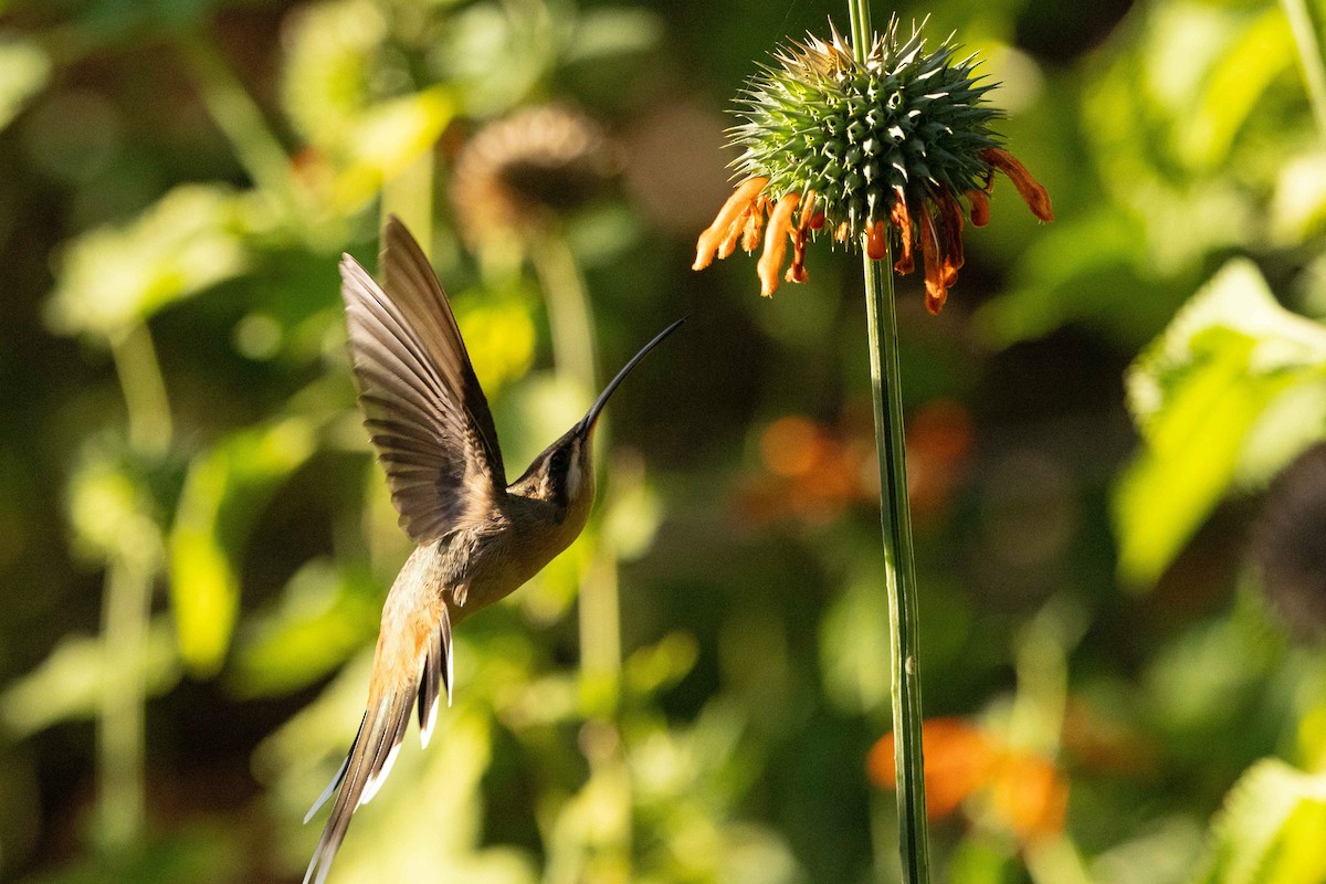 Planalto Hermit - ML623600317